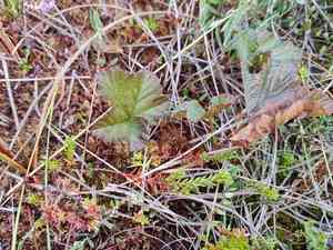 Cloudberry(Rubus chamaemorus)