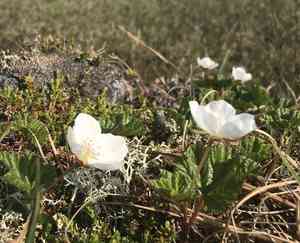 Cloudberry(Rubus chamaemorus)