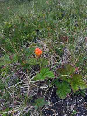 Cloudberry(Rubus chamaemorus)