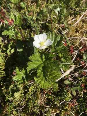 Cloudberry(Rubus chamaemorus)