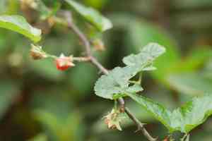 Jute-leaved raspberry(Rubus corchorifolius)