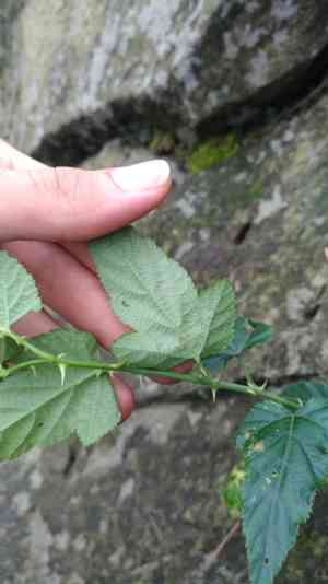 Jute-leaved raspberry(Rubus corchorifolius)