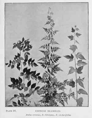 Jute-leaved raspberry(Rubus corchorifolius)