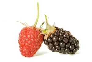 Jute-leaved raspberry(Rubus corchorifolius)
