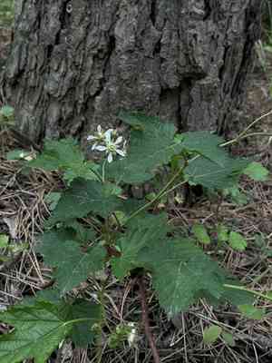 Hawthorn-leaved bramble(Rubus crataegifolius)