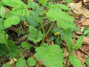 Hawthorn-leaved bramble(Rubus crataegifolius)