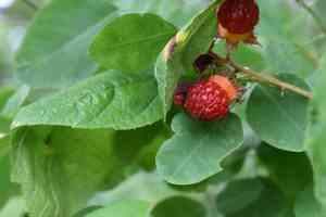 Hawthorn-leaved bramble(Rubus crataegifolius)