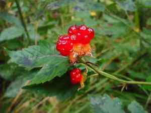 Hawthorn-leaved bramble(Rubus crataegifolius)