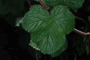 Delicious Raspberry(Rubus deliciosus)