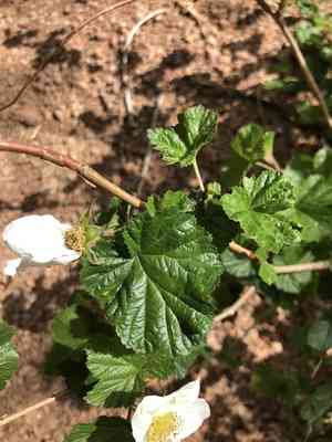 Delicious Raspberry(Rubus deliciosus)