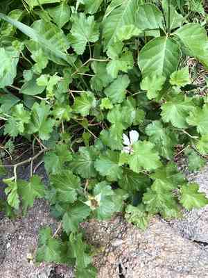 Delicious Raspberry(Rubus deliciosus)