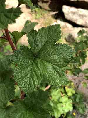 Delicious Raspberry(Rubus deliciosus)