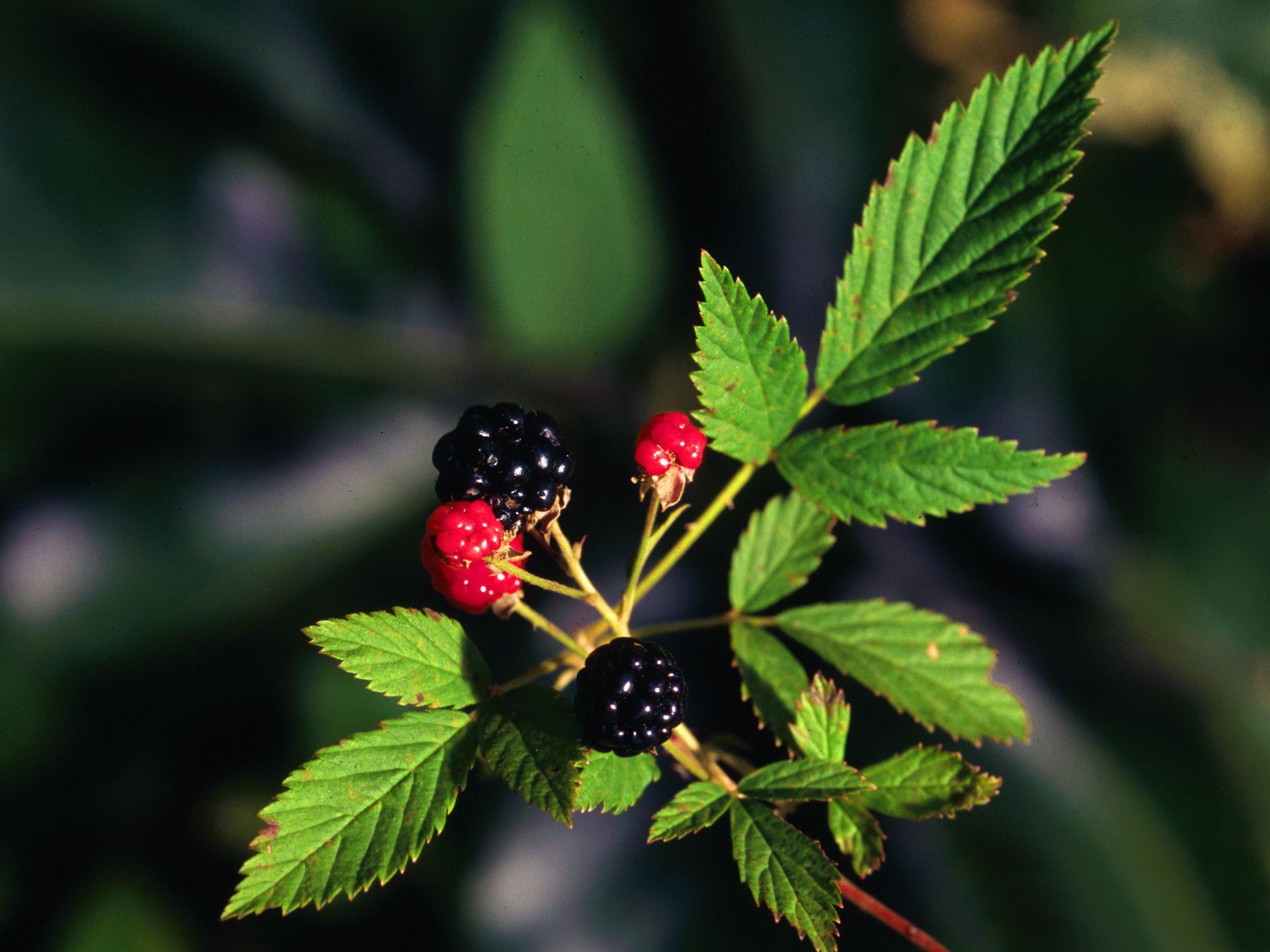 Optimal Soil for Growing Northern dewberry: What You Need to Know ...