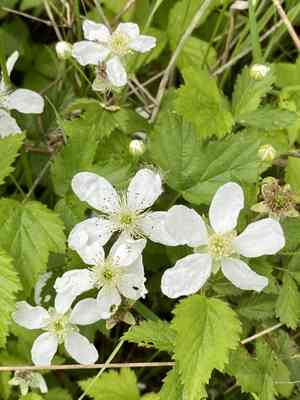 Northern dewberry(Rubus flagellaris)