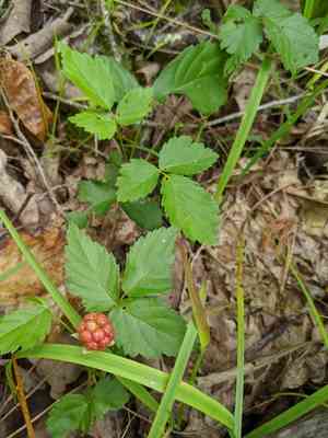 Northern dewberry(Rubus flagellaris)