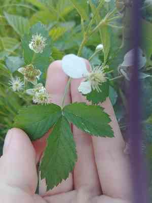 Northern dewberry(Rubus flagellaris)