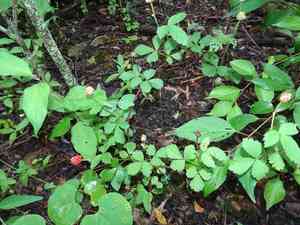Northern dewberry(Rubus flagellaris)
