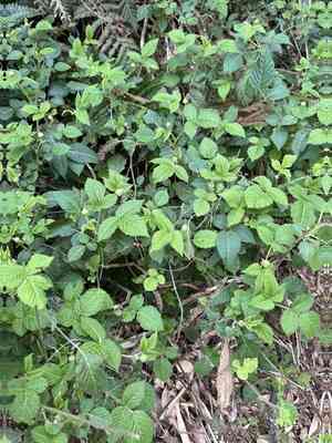 Hirsute raspberry(Rubus hirsutus)