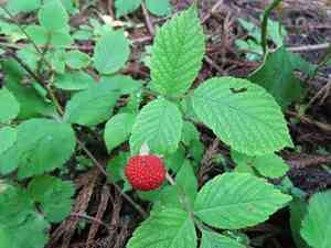 Hirsute raspberry(Rubus hirsutus)