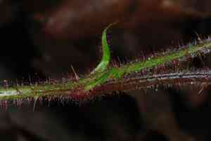 Hirsute raspberry(Rubus hirsutus)