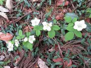 Hirsute raspberry(Rubus hirsutus)