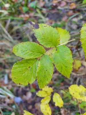 Red raspberry(Rubus idaeus)