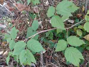 Red raspberry(Rubus idaeus)
