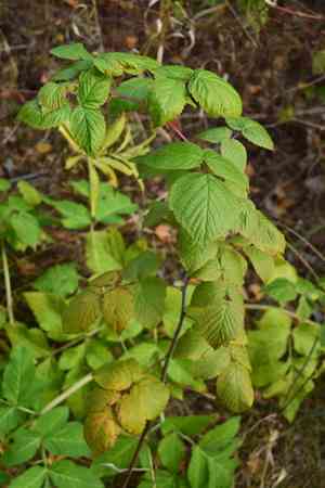 Red raspberry(Rubus idaeus)