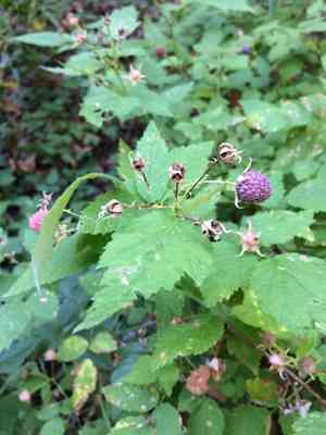 Whitebark Raspberry(Rubus leucodermis)