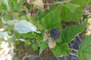 Whitebark Raspberry(Rubus leucodermis)