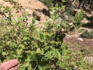 Whitebark Raspberry(Rubus leucodermis)
