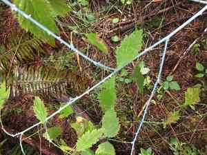 Whitebark Raspberry(Rubus leucodermis)