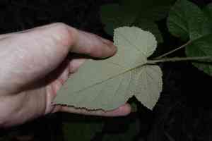 Molucca bramble(Rubus moluccanus)