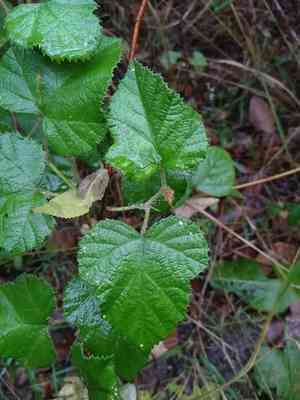 Molucca bramble(Rubus moluccanus)