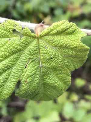 Molucca bramble(Rubus moluccanus)