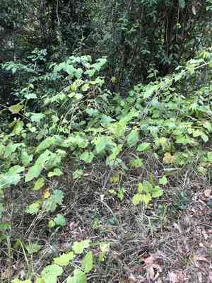 Molucca bramble(Rubus moluccanus)