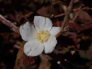 New mexico raspberry(Rubus neomexicanus)