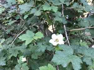 New mexico raspberry(Rubus neomexicanus)
