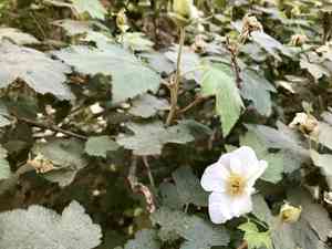 New mexico raspberry(Rubus neomexicanus)