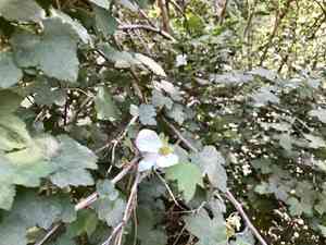 New mexico raspberry(Rubus neomexicanus)