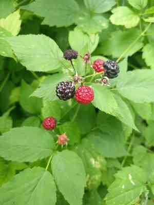 Black raspberry(Rubus occidentalis)
