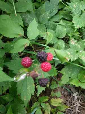 Black raspberry(Rubus occidentalis)