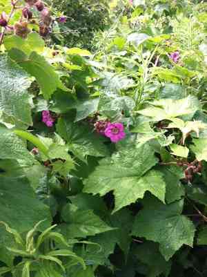 Purple-flowering raspberry(Rubus odoratus)