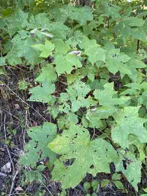 Purple-flowering raspberry(Rubus odoratus)