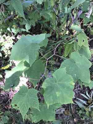 Purple-flowering raspberry(Rubus odoratus)