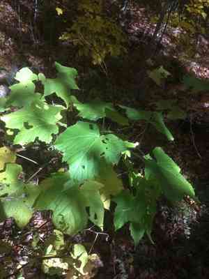 Purple-flowering raspberry(Rubus odoratus)