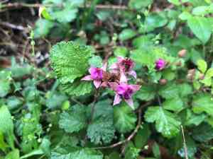 Japanese raspberry(Rubus parvifolius)