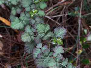 Japanese raspberry(Rubus parvifolius)