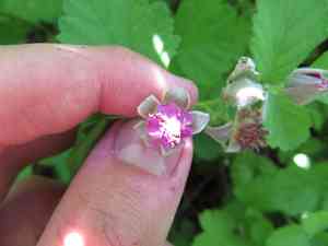 Japanese raspberry(Rubus parvifolius)