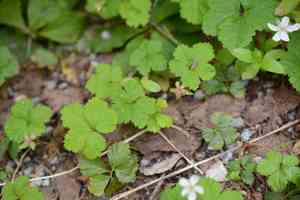 Strawberryleaf raspberry(Rubus pedatus)